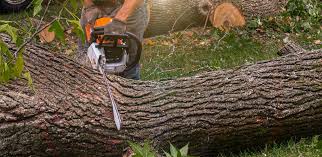 How Our Tree Care Process Works  in  Cave Junction, OR