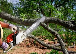 Best Fruit Tree Pruning  in Cave Junction, OR