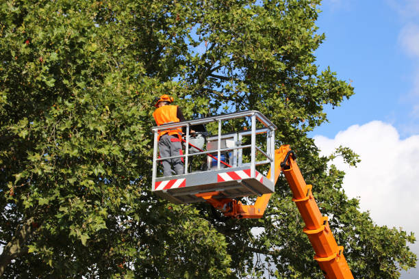 Best Tree Preservation Services  in Cave Junction, OR