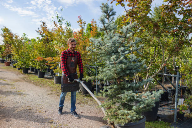 Best Hazardous Tree Removal  in Cave Junction, OR