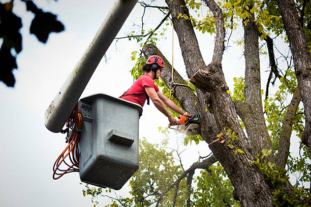 Best Tree Health Inspection  in Cave Junction, OR